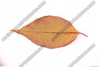 Photo Texture of Leaf 0075